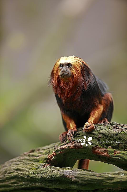 金头狮狨，圈养，阿培尔顿，海尔德兰省，荷兰，欧洲图片素材