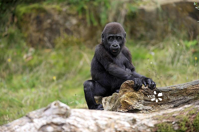 幼年西部低地大猩猩图片素材