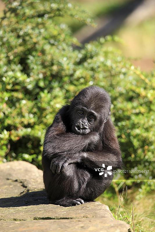 西部低地大猩猩幼崽，原产于非洲，圈养于荷兰阿培尔顿图片素材