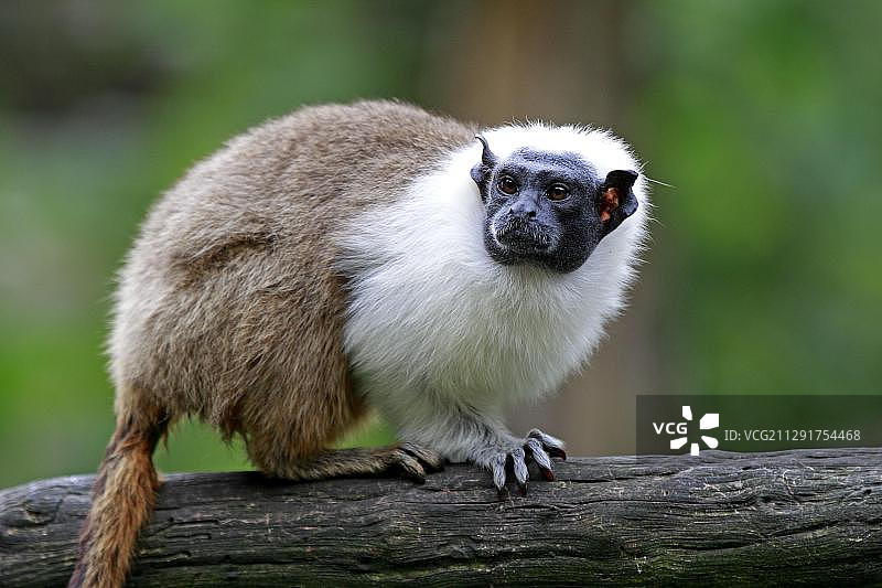 黑白柽柳猴，分布于南美洲，成年，圈养，荷兰海尔德兰省阿珀尔多伦，欧洲图片素材