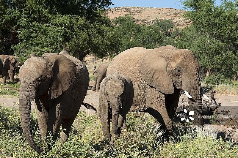 非洲纳米比亚，非洲象在Huab河谷图片素材