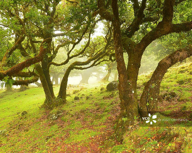雾气中葡萄牙马德拉岛草甸上的扭曲月桂树图片素材