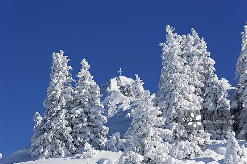 覆盖着白雪的云杉树，泰格尔山，阿默高阿尔卑斯山，施万高，东阿尔高，阿尔高，施瓦本，巴伐利亚，德国，欧洲图片素材