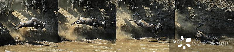 蓝角马跃入马拉河（肯尼亚马赛马拉）图片素材