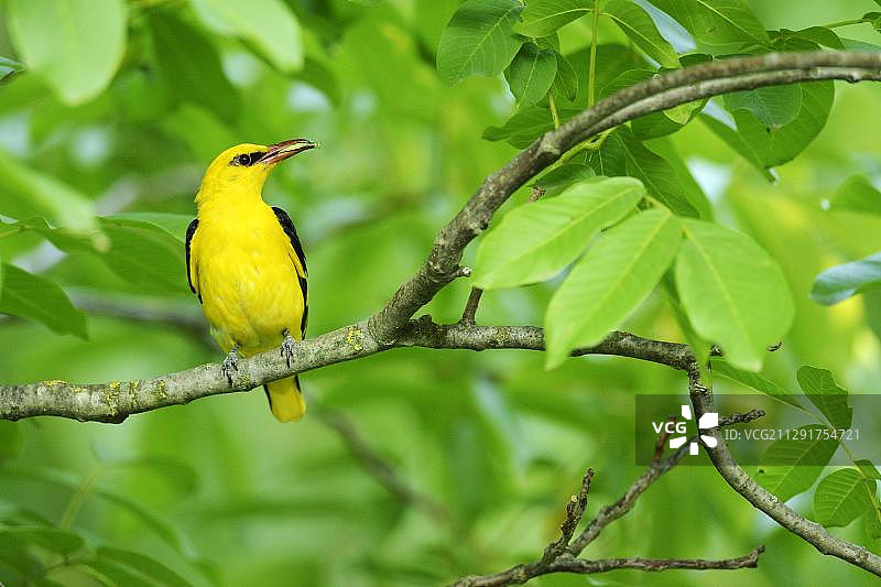 雄性金黄鹂（Oriolus oriolus），嘴里含着昆虫，保加利亚，欧洲图片素材