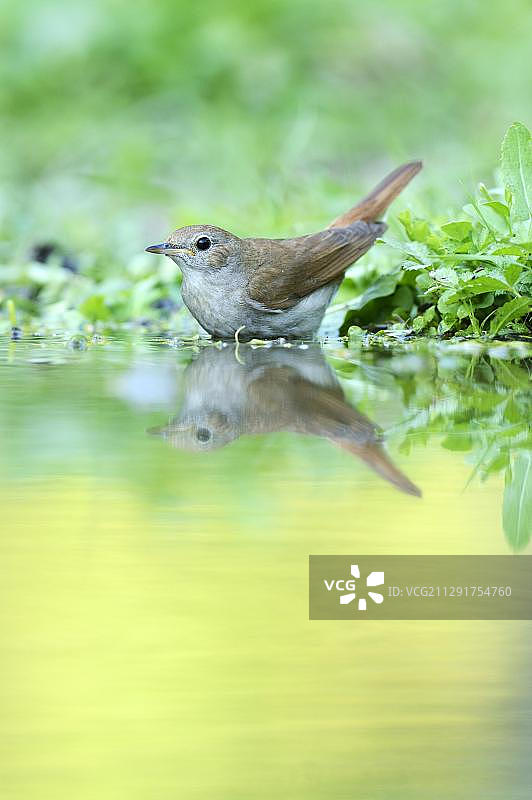 夜莺在水中倒影，保加利亚，欧洲图片素材