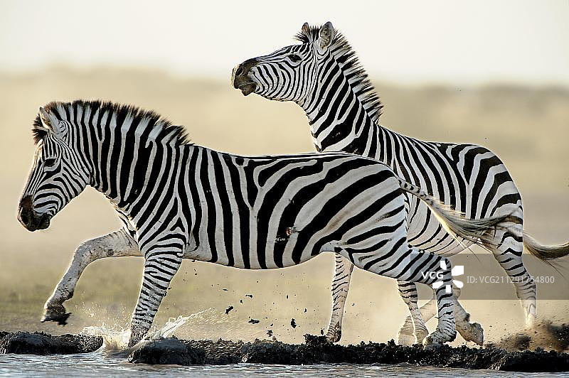 博茨瓦纳Nxai Pan国家公园水塘边的布切氏斑马（Equus quagga）图片素材