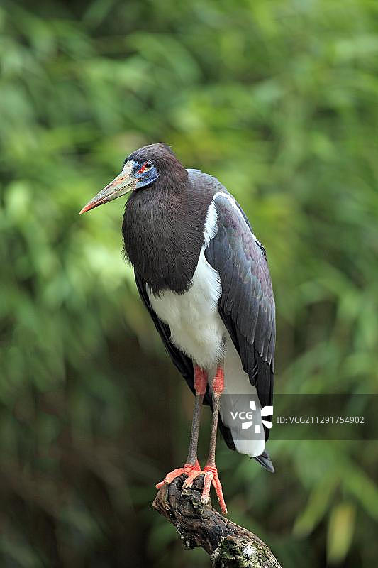 非洲白腹鹳，德国莱茵兰-普法尔茨图片素材