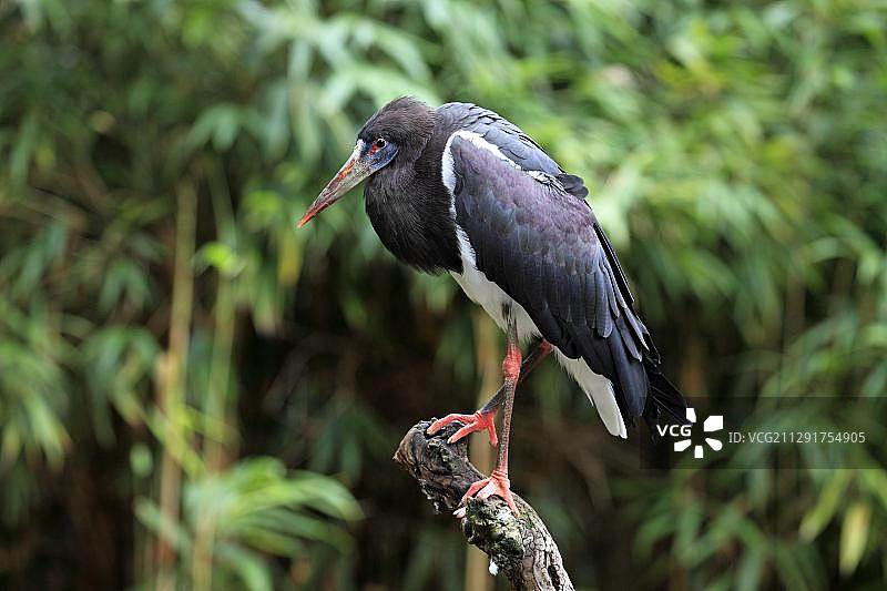 非洲白腹鹳，德国莱茵兰-普法尔茨图片素材
