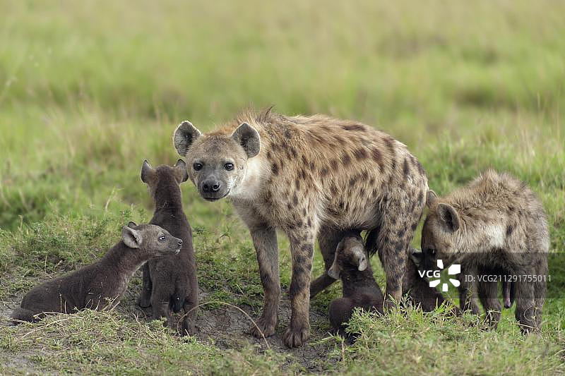 肯尼亚马赛马拉：斑鬣狗与幼崽图片素材