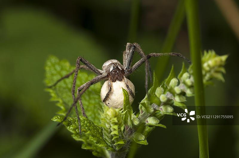 卵囊狼蛛，德国黑森州门希布鲁赫自然保护区图片素材
