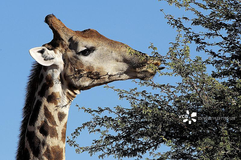 南非夸祖鲁-纳塔尔省赫卢赫卢韦-伊姆弗洛兹公园的长颈鹿图片素材