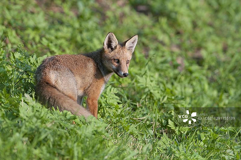 草地上的年轻狐狸（Vulpes vulpes），奥地利蒂罗尔州图片素材