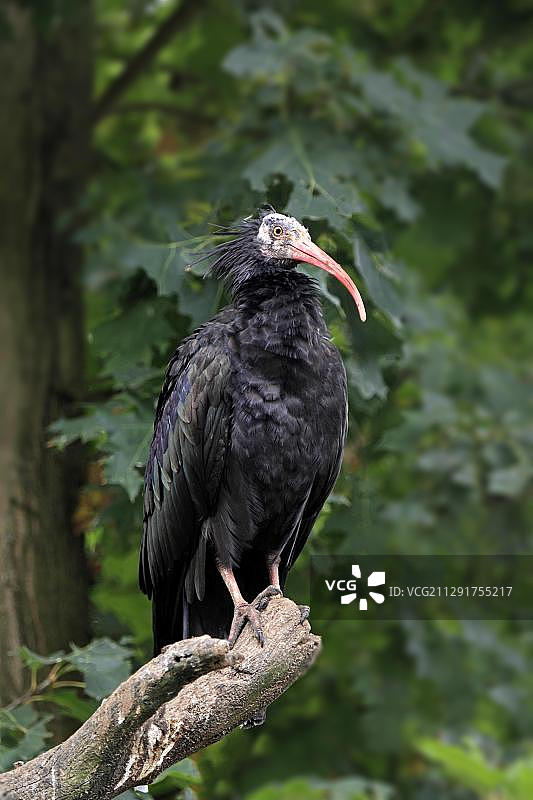 隐䴉成鸟，圈养，德国巴登-符腾堡州海德堡图片素材