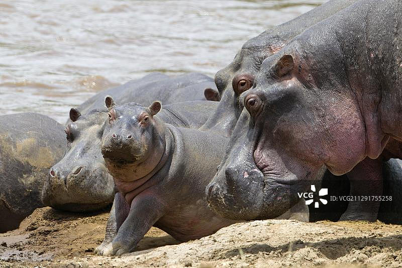 非洲肯尼亚裂谷省马赛马拉塞伦盖蒂河岸上的河马（河马）与幼崽图片素材