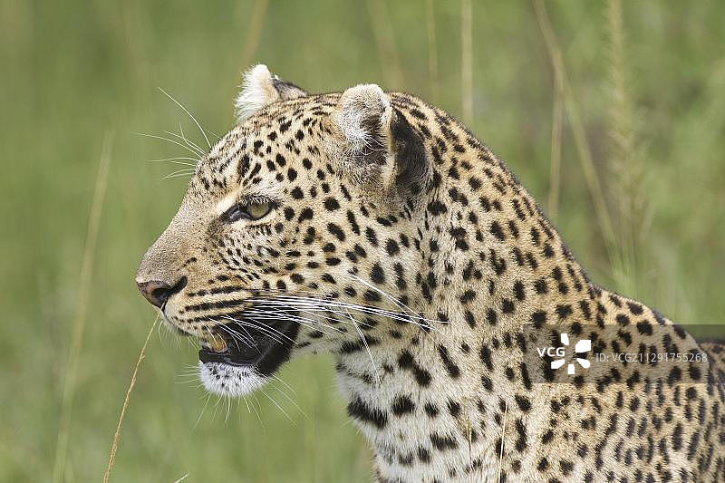 豹（Panthera pardus）肖像，肯尼亚马赛马拉图片素材