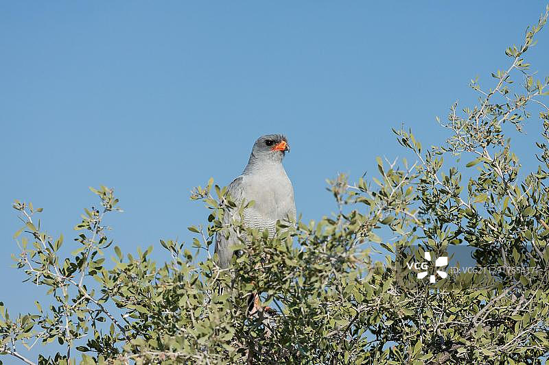 非洲纳米比亚埃托沙国家公园的加巴尔鹰图片素材
