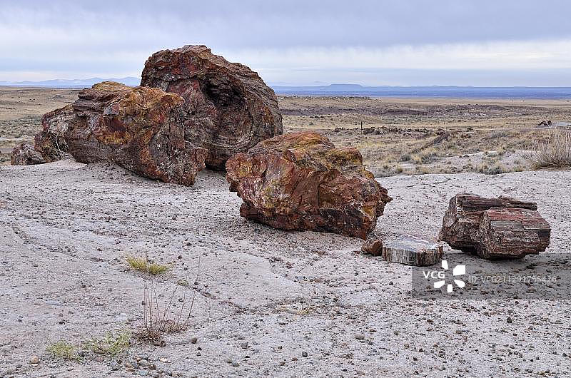 石化树干，巨型原木，石化森林国家公园，彩绘沙漠，霍尔布鲁克，亚利桑那州，美国，北美图片素材