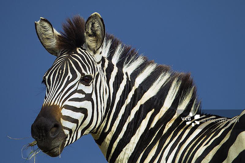 斑马（Equus quagga）肖像，马赛马拉，塞伦盖蒂，肯尼亚裂谷省，非洲图片素材