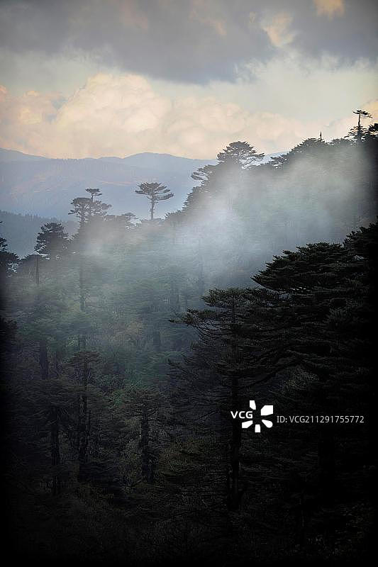 不丹布姆唐宗约通拉山口附近的云雾缭绕的森林景观图片素材