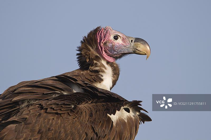 非洲肯尼亚的秃鹫图片素材