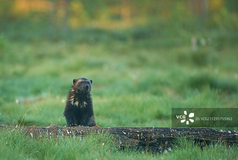 狼獾（Gulo gulo），苏奥穆斯萨尔米，凯努，芬兰，欧洲图片素材