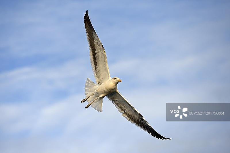 亚成体羽毛海鸥或多米尼加海鸥，非洲南非西开普省福尔斯湾图片素材