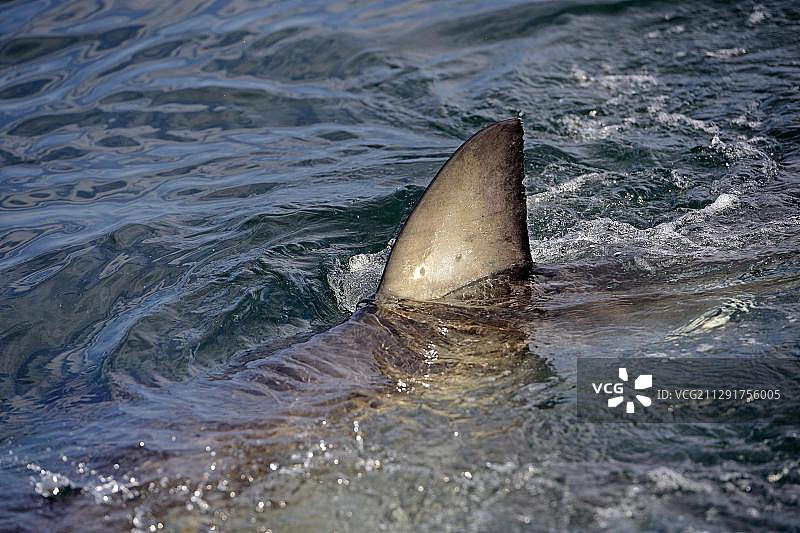 大白鲨（噬人鲨），背鳍，海豹岛，西开普省，南非图片素材
