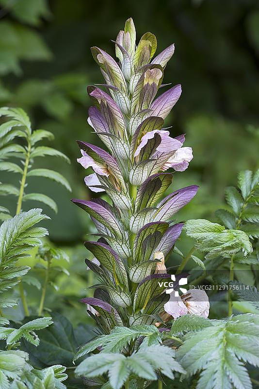 鹅绒委陵菜，因斯布鲁克大学植物园图片素材