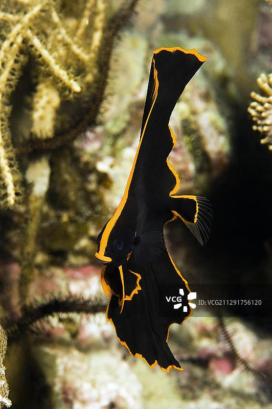 蝙蝠鱼幼鱼，菲律宾，亚洲图片素材