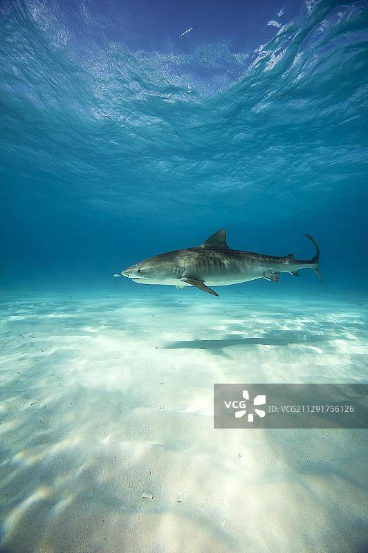 加勒比海虎鲨图片素材