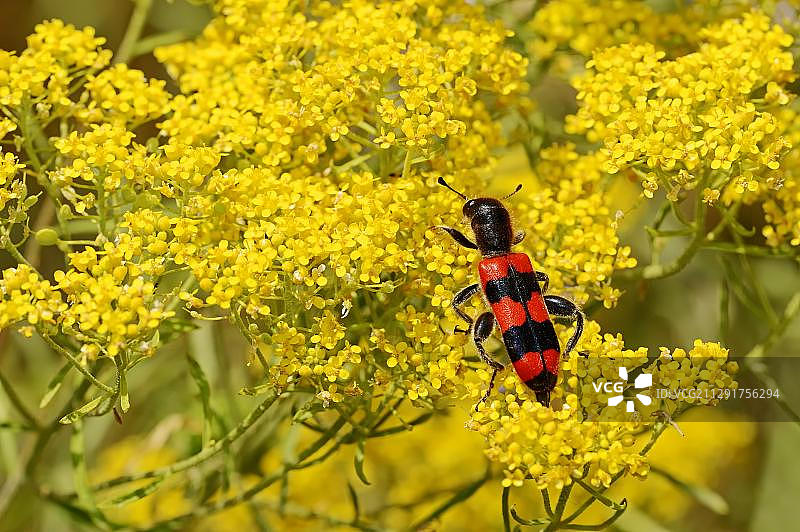 蜂甲，希腊马其顿中部，欧洲图片素材
