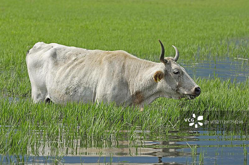 洪水草甸上的家养牛图片素材