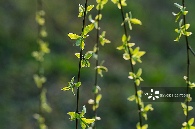 柳树嫩绿的枝叶图片素材