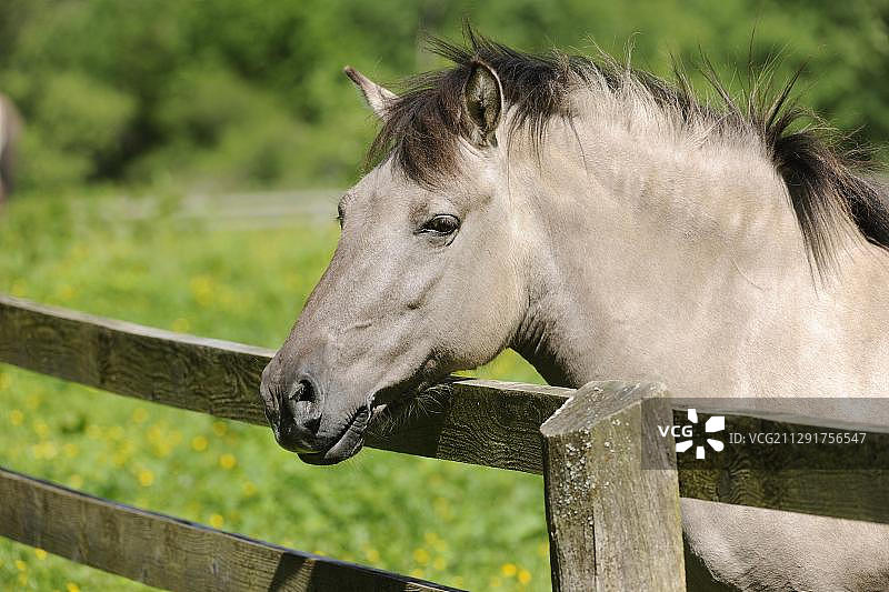 欧洲野马（Equus ferus gmelini），圈养状态肖像，德国图片素材
