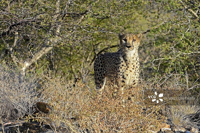 猎豹，纳米比亚霍马斯地区，非洲图片素材