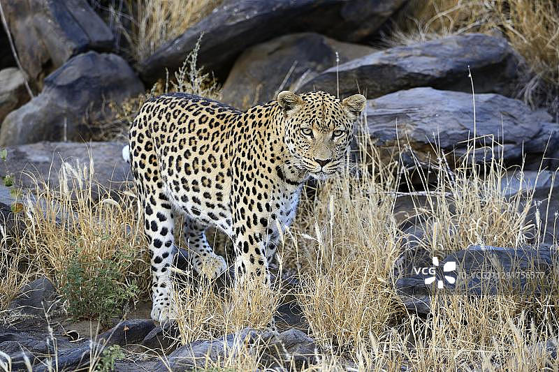 纳米比亚霍马斯地区，漫步的猎豹（非洲豹）图片素材