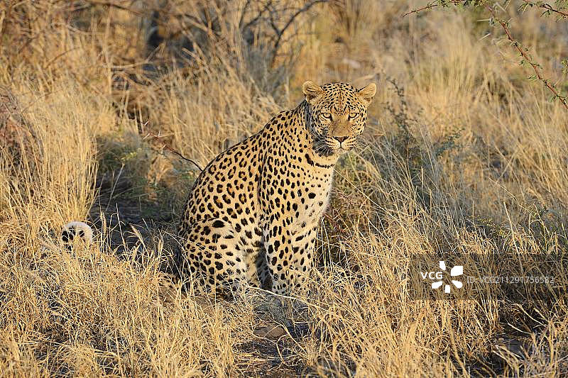 非洲纳米比亚霍马斯地区的豹（Panthera pardus）图片素材