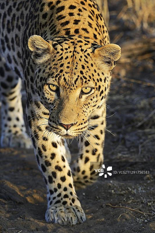 纳米比亚霍马斯地区，漫步的猎豹（非洲豹）图片素材
