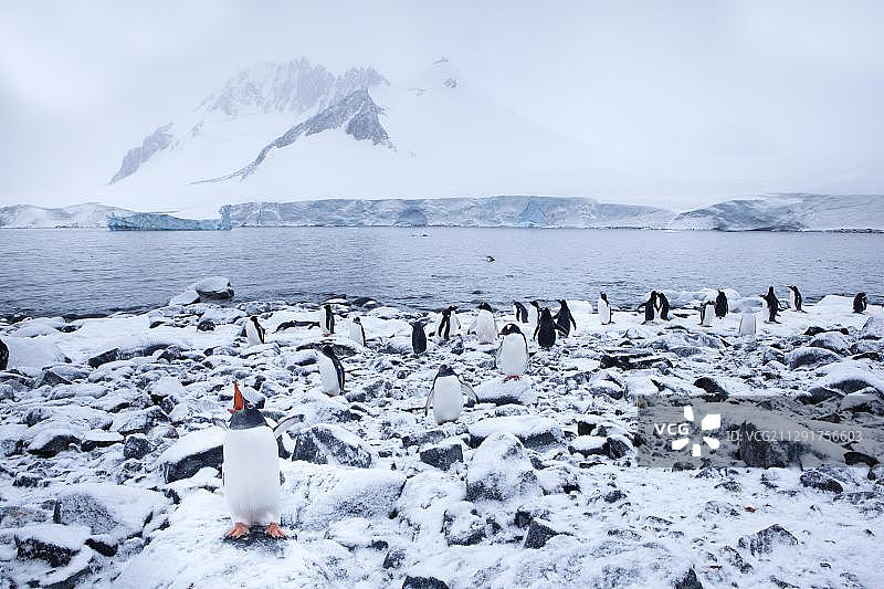 南极半岛巴布亚企鹅图片素材