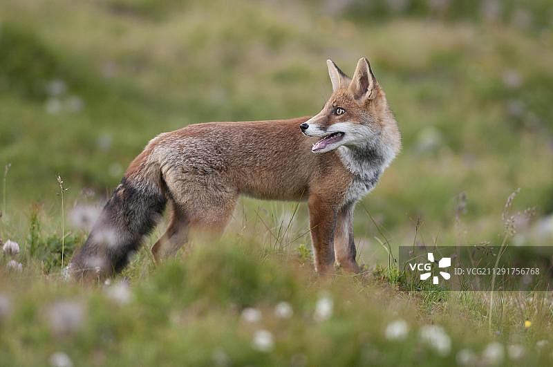 赤狐站在高山草甸上，奥地利蒂罗尔州图片素材