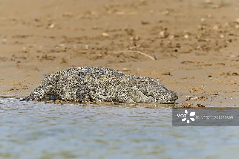印度沼泽鳄，印度北方邦图片素材
