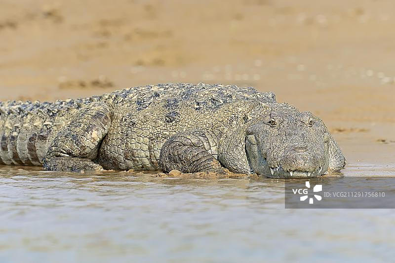 印度沼泽鳄，印度北方邦图片素材