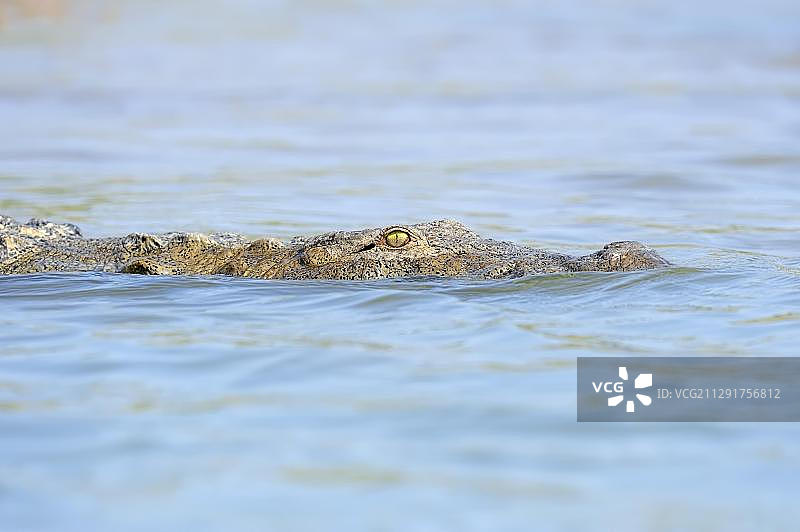 印度北方邦沼泽鳄鱼（印度鳄）在水中游泳图片素材