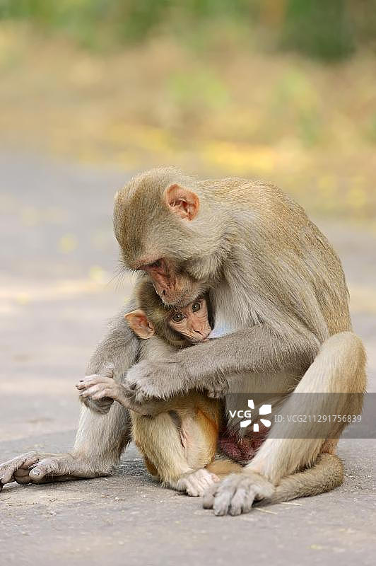 亚洲印度拉贾斯坦邦，凯奥拉德奥国家公园，哺乳幼崽的猕猴图片素材