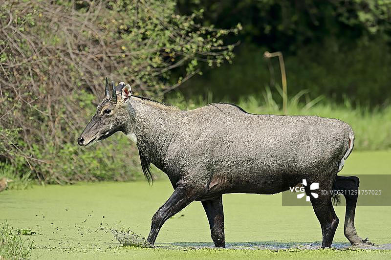 雄性蓝牛羚水中行走图片素材