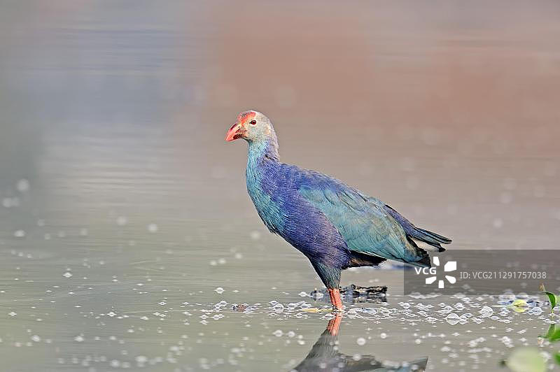 印度拉贾斯坦邦珀尔珀德的紫水鸡图片素材