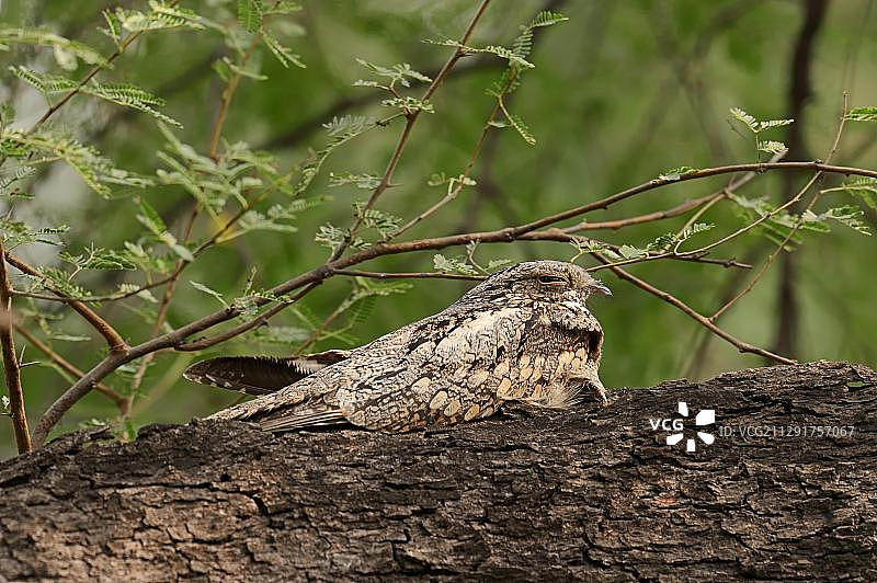 印度夜鹰，凯奥拉德奥国家公园，伯拉德普尔，拉贾斯坦邦，印度，亚洲图片素材