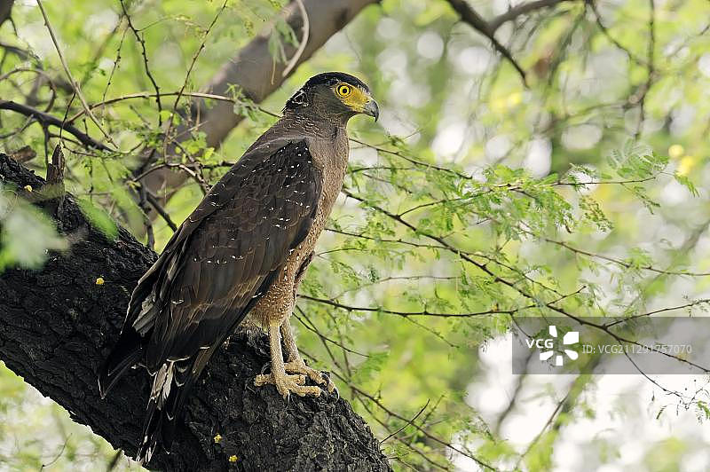凤头蛇雕图片素材