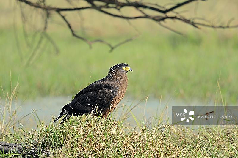 凤头蛇雕图片素材